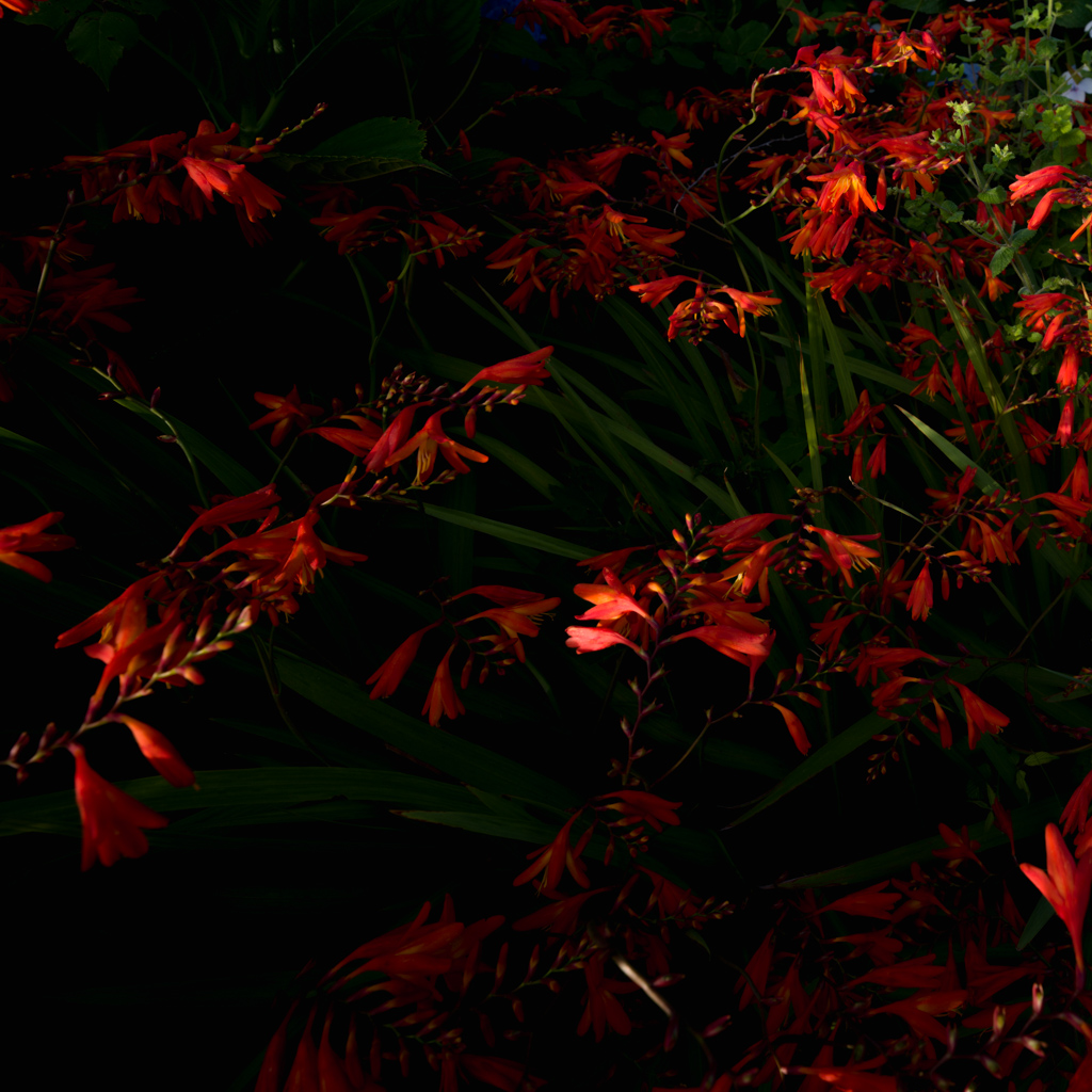 Blue Island Flowers — cover